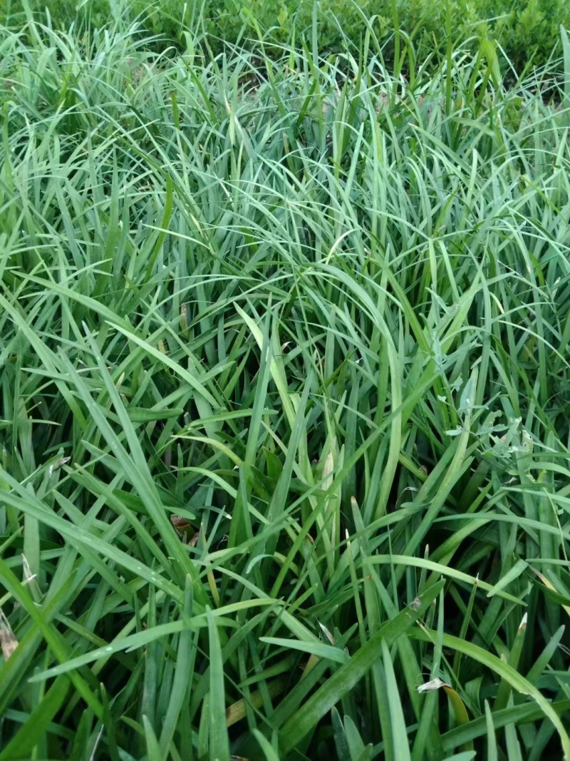 兰花三七基地，杯苗地苗，色泽鲜艳，植株健壮，各种规格齐全