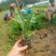 兰花三七基地，杯苗地苗，色泽鲜艳，植株健壮，各种规格齐全