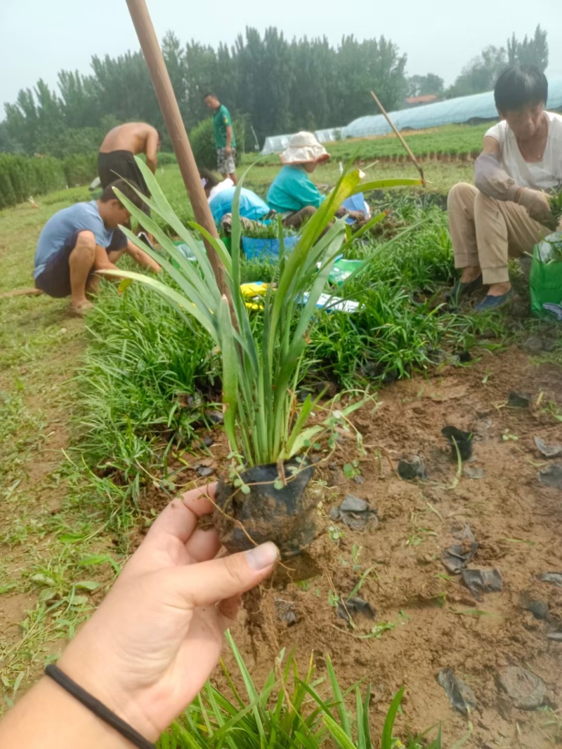 兰花三七基地，杯苗地苗，色泽鲜艳，植株健壮，各种规格齐全