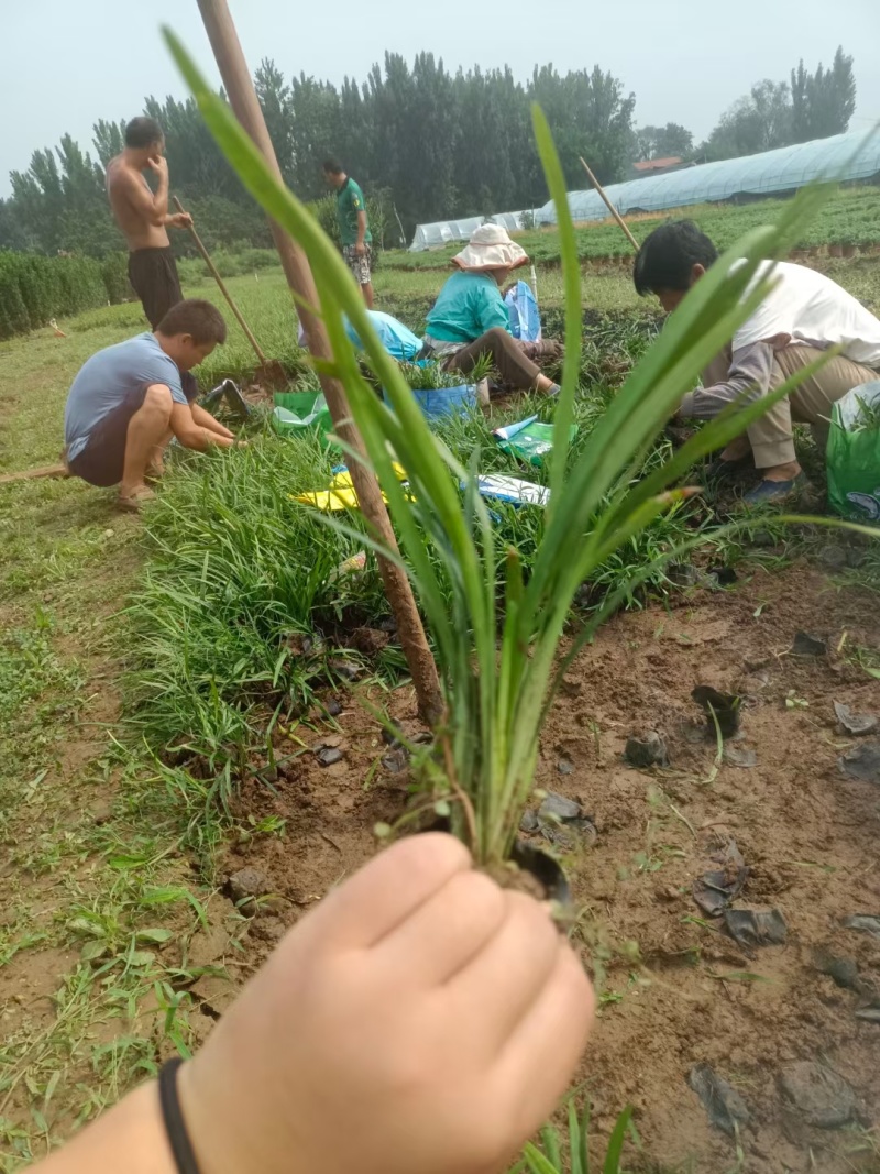 兰花三七基地，杯苗地苗，色泽鲜艳，植株健壮，各种规格齐全