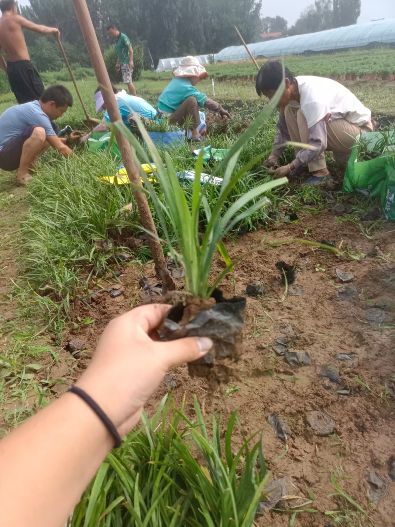 兰花三七基地，杯苗地苗，色泽鲜艳，植株健壮，各种规格齐全