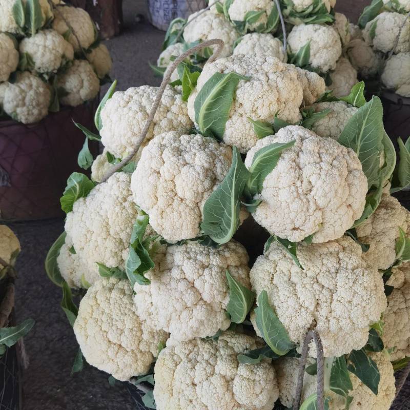 菜花花菜白面青梗有机花菜松花菜80小米粒
