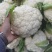 菜花花菜白面青梗有机花菜松花菜80小米粒