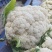 菜花花菜白面青梗有机花菜松花菜80小米粒