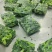 速冻菜心，菜尖，菜苔，半成品菜，净菜，日标速冻