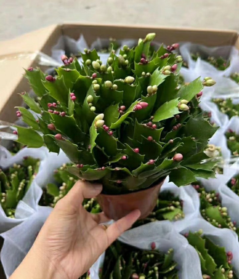 多色蟹爪兰带根带土花卉盆栽好看好养基地直发