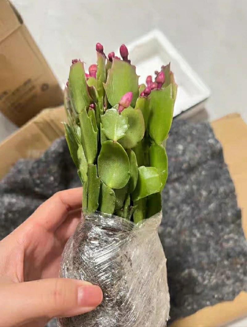 多色蟹爪兰带根带土花卉盆栽好看好养基地直发