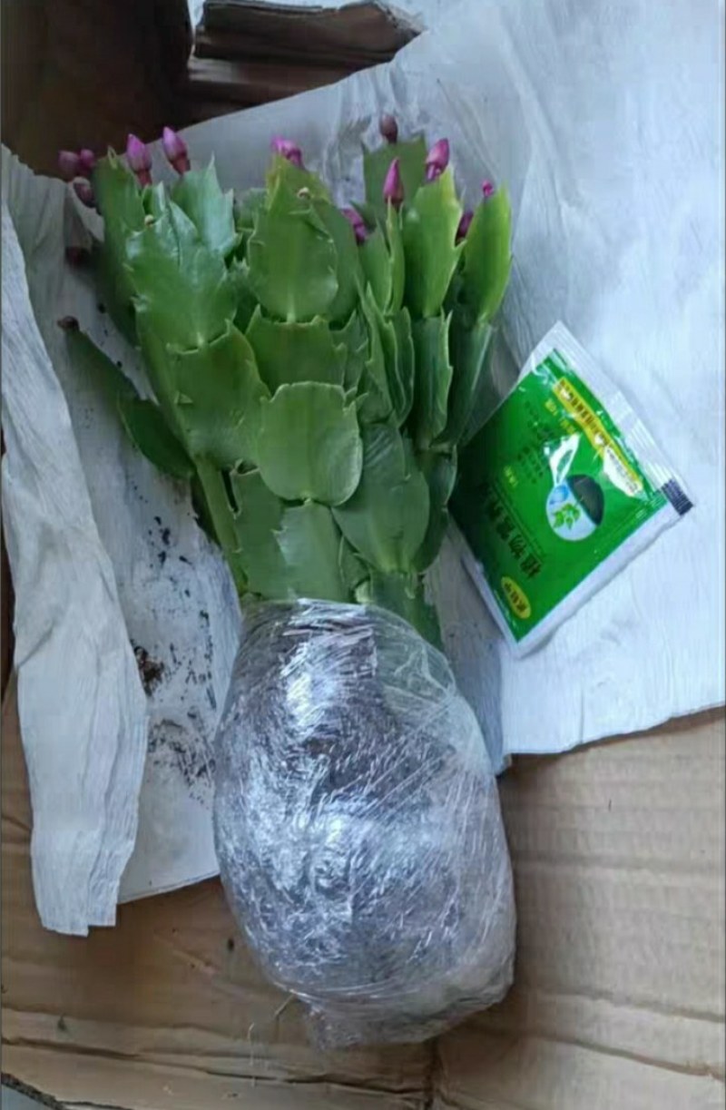 多色蟹爪兰带根带土花卉盆栽好看好养基地直发