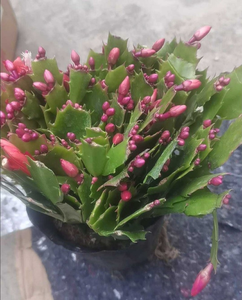 多色蟹爪兰带根带土花卉盆栽好看好养基地直发