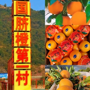 秭归纽荷尔元红长虹脐橙基地直供电商批发商超出口外贸诚