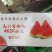 新乐各种礼品西瓜