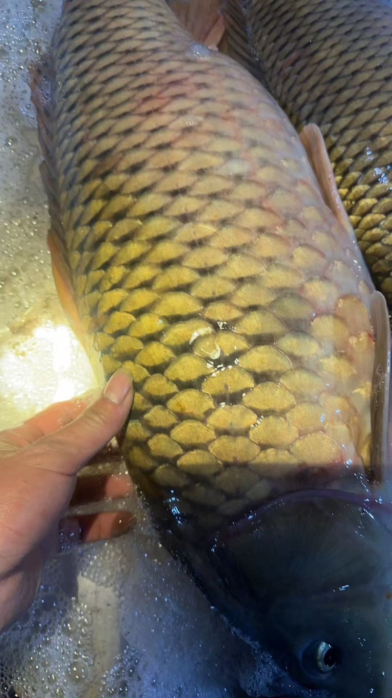 黄金大鲤鱼