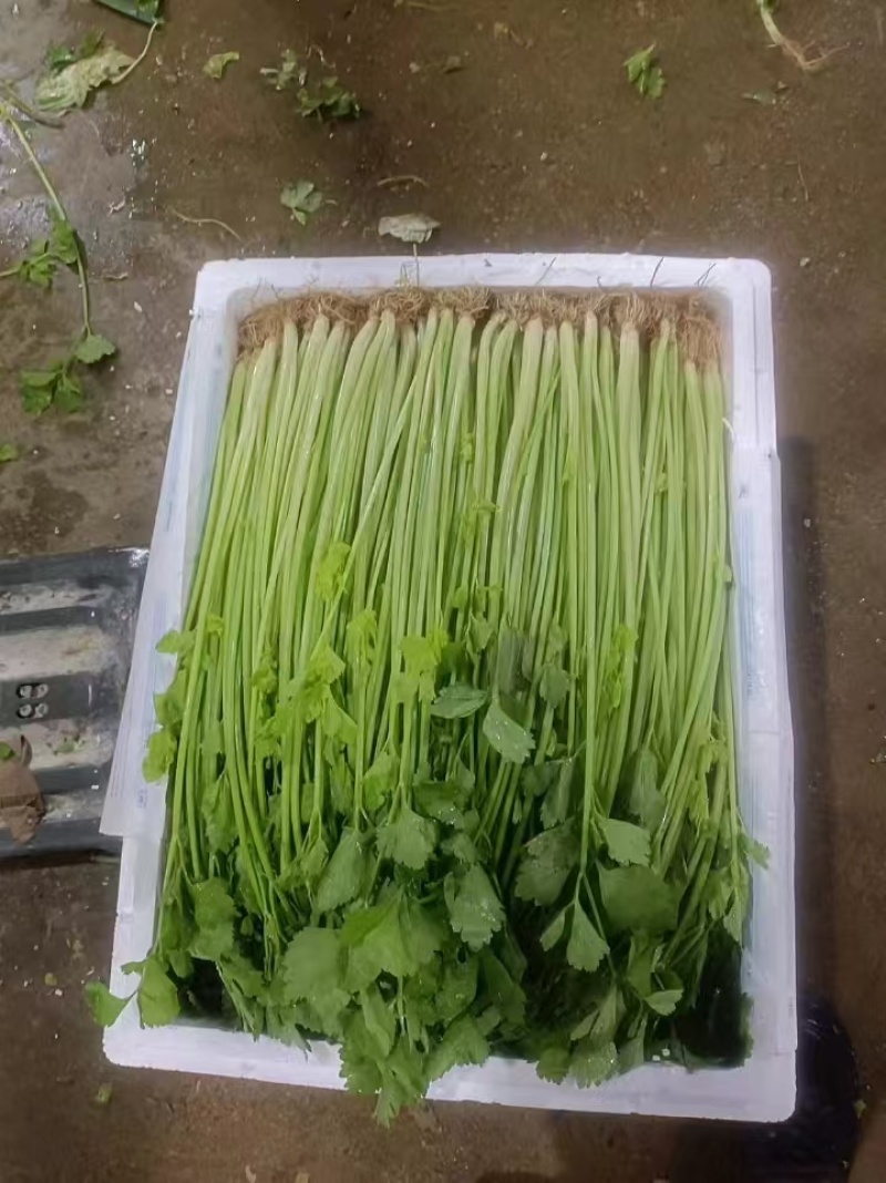 云南香芹