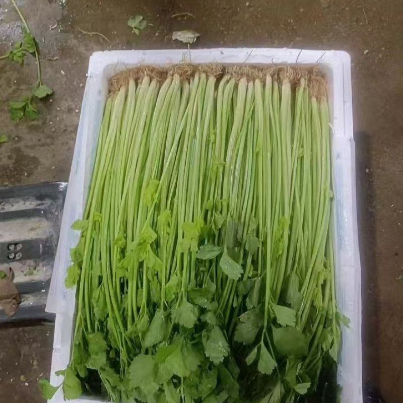 云南香芹