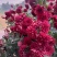 红菊花苗《这种菊花属于小權木型菊花》一年成小树，丰花品种