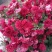 红菊花苗《这种菊花属于小權木型菊花》一年成小树，丰花品种