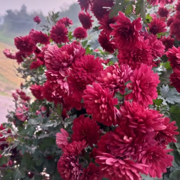 红菊花苗《这种菊花属于小權木型菊花》一年成小树，丰花品种