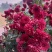 红菊花苗《这种菊花属于小權木型菊花》一年成小树，丰花品种