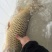 黄金大鲤鱼