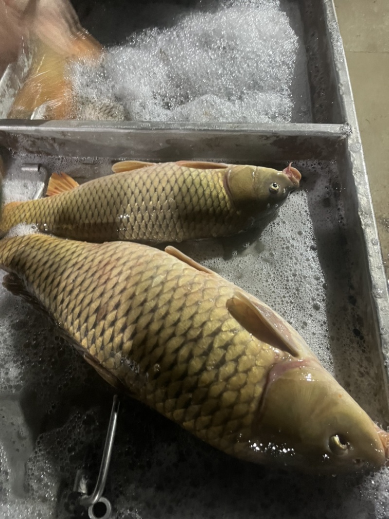 黄金大鲤鱼
