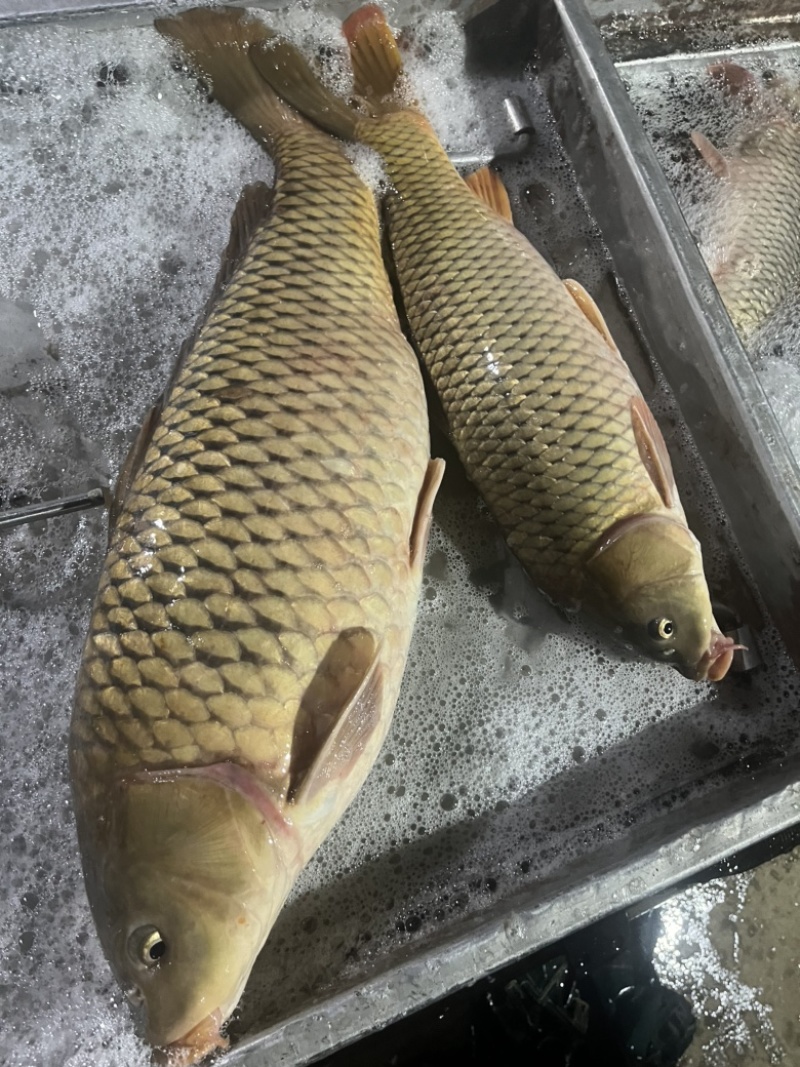黄金大鲤鱼
