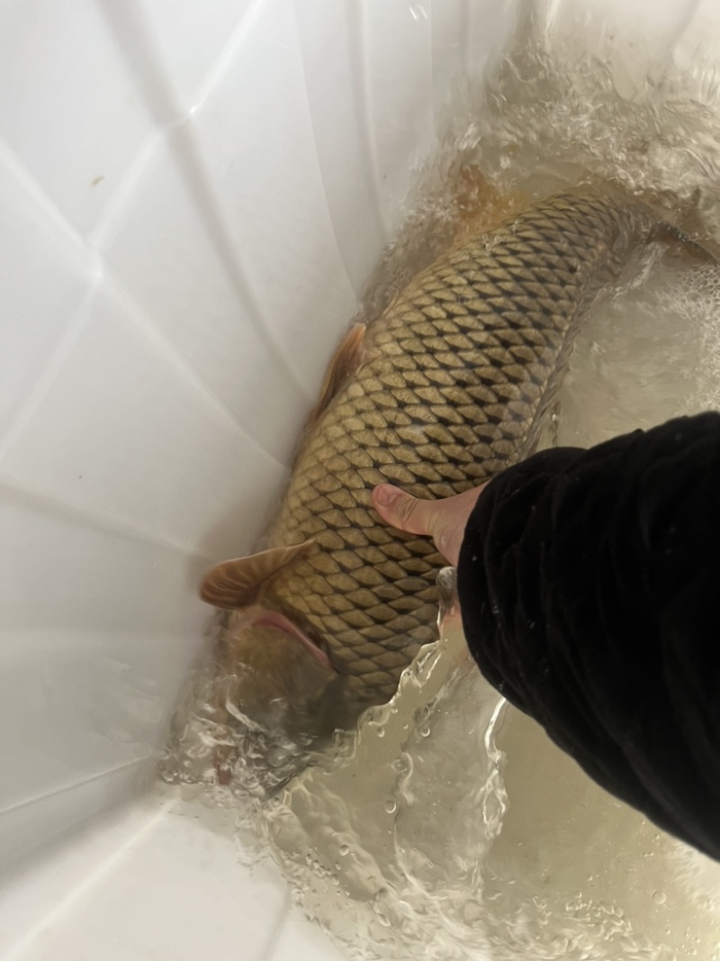 黄金大鲤鱼
