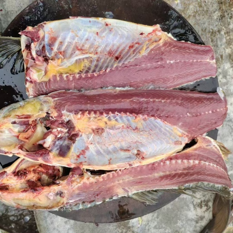 黄金大鲤鱼