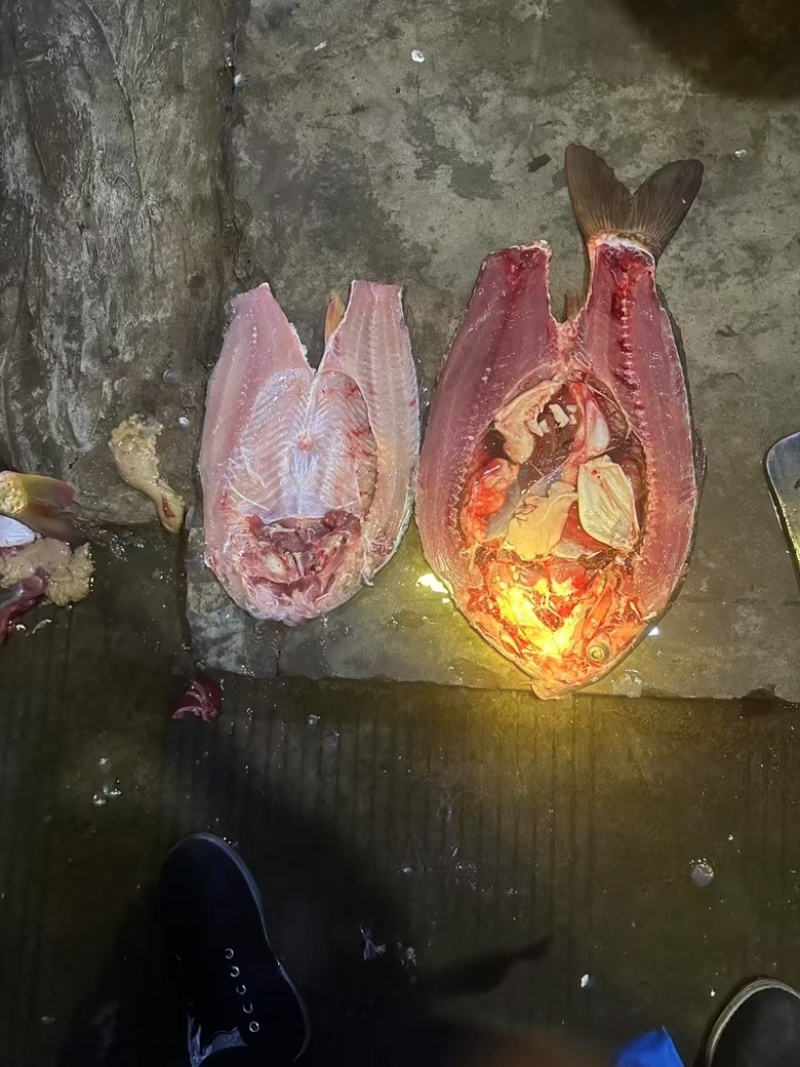 黄金大鲤鱼