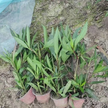 翠芦莉基地，杯苗地苗，色泽鲜艳，植株健壮，各种规格齐全