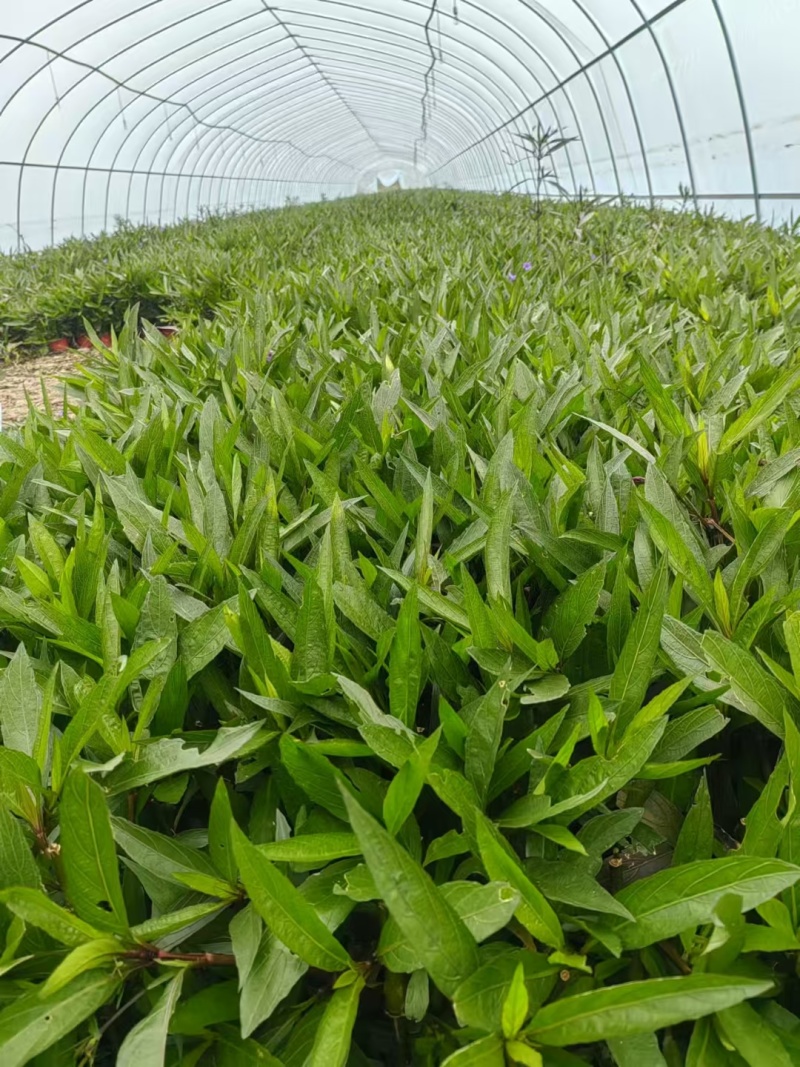 翠芦莉基地，杯苗地苗，色泽鲜艳，植株健壮，各种规格齐全