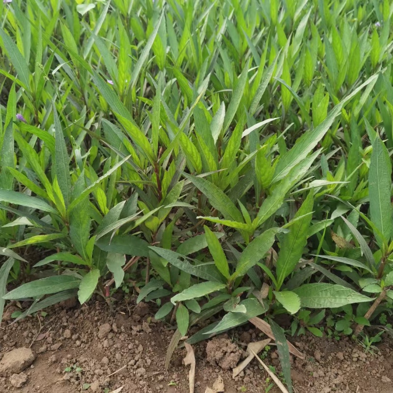 翠芦莉基地，杯苗地苗，色泽鲜艳，植株健壮，各种规格齐全