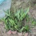 翠芦莉基地，杯苗地苗，色泽鲜艳，植株健壮，各种规格齐全