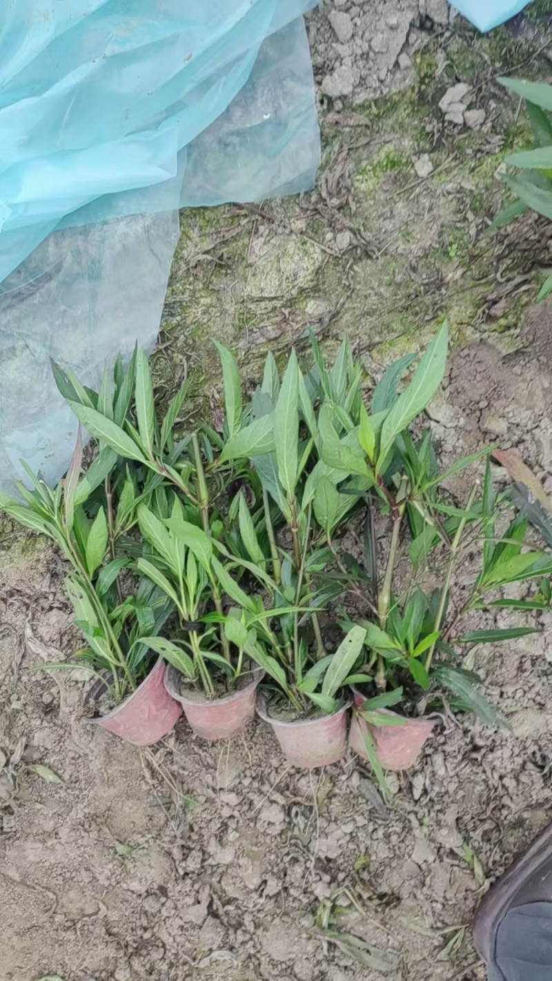 翠芦莉基地，杯苗地苗，色泽鲜艳，植株健壮，各种规格齐全