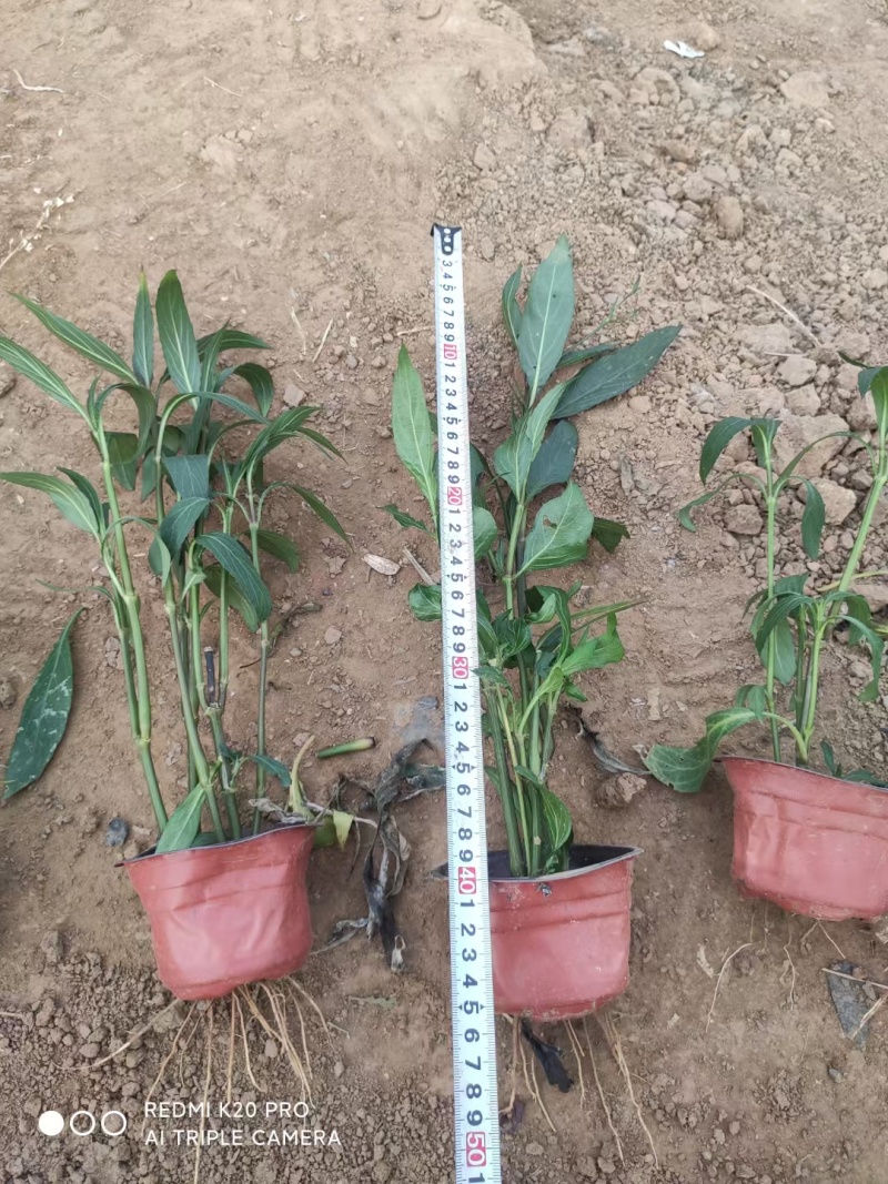 翠芦莉基地，杯苗地苗，色泽鲜艳，植株健壮，各种规格齐全