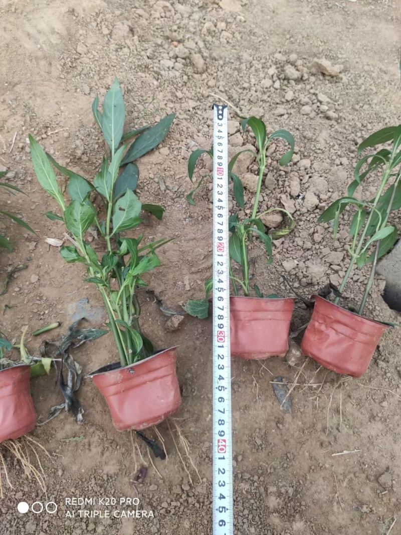 翠芦莉基地，杯苗地苗，色泽鲜艳，植株健壮，各种规格齐全