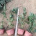 翠芦莉基地，杯苗地苗，色泽鲜艳，植株健壮，各种规格齐全
