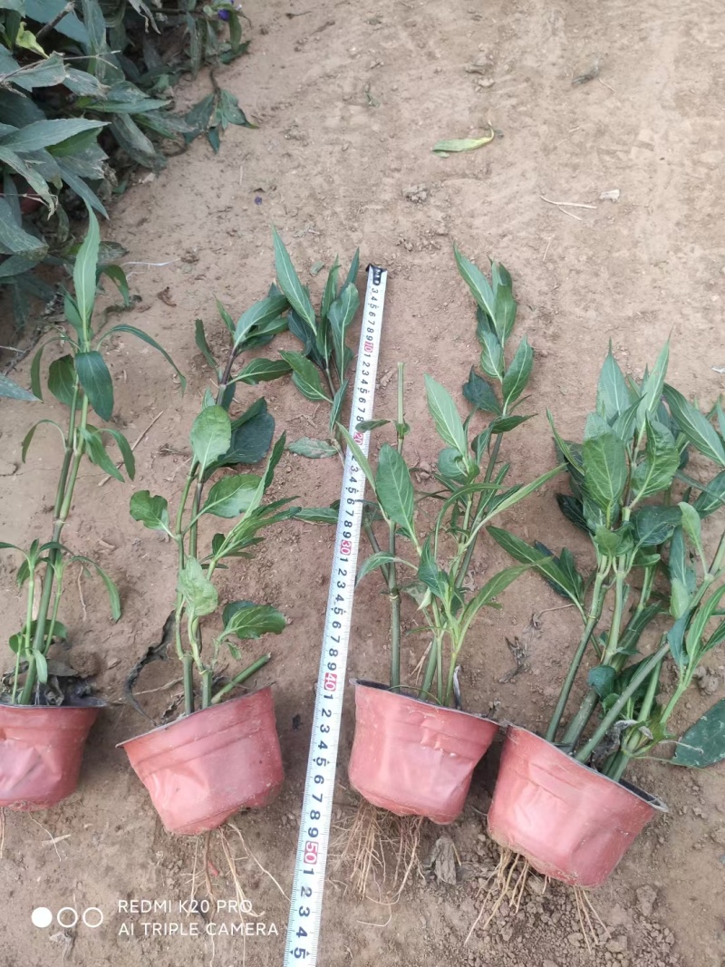翠芦莉基地，杯苗地苗，色泽鲜艳，植株健壮，各种规格齐全