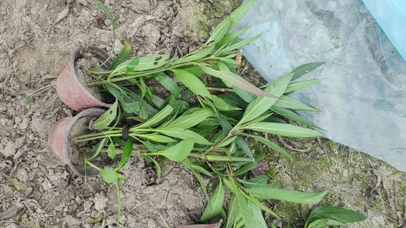 翠芦莉基地，杯苗地苗，色泽鲜艳，植株健壮，各种规格齐全