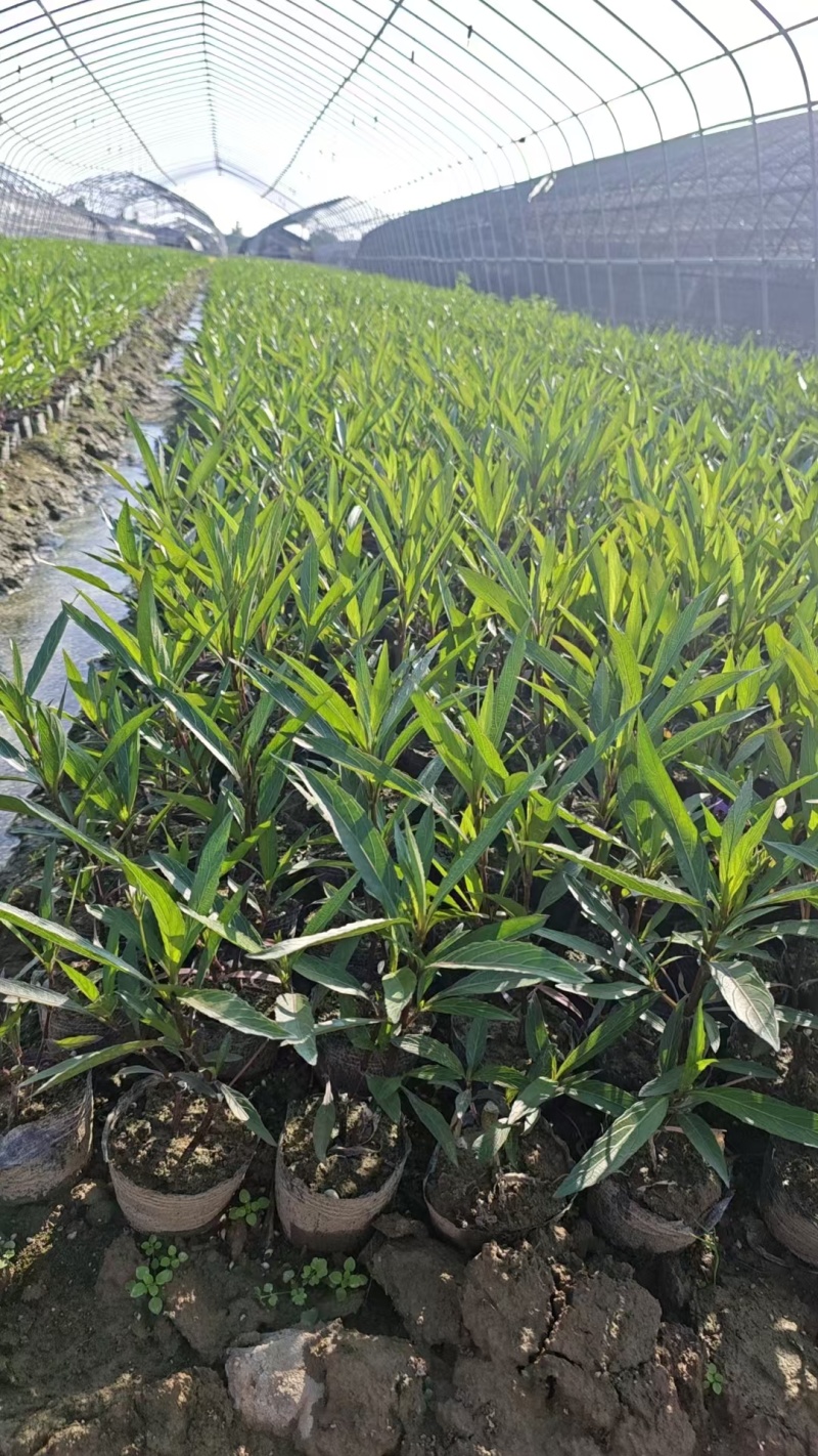 翠芦莉基地，杯苗地苗，色泽鲜艳，植株健壮，各种规格齐全