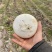 【今日推荐】仙居露天盘菜产地直发可视频看好对接全国