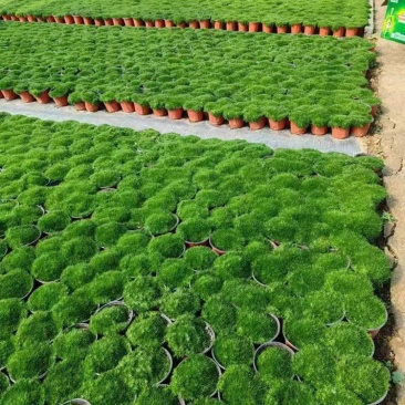 爱尔兰珍珠草
