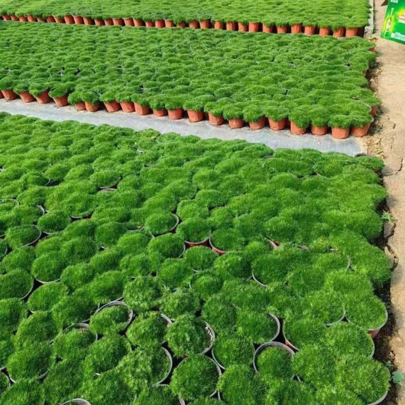 爱尔兰珍珠草