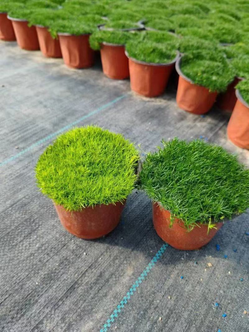 爱尔兰珍珠草
