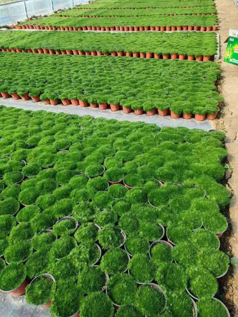 爱尔兰珍珠草