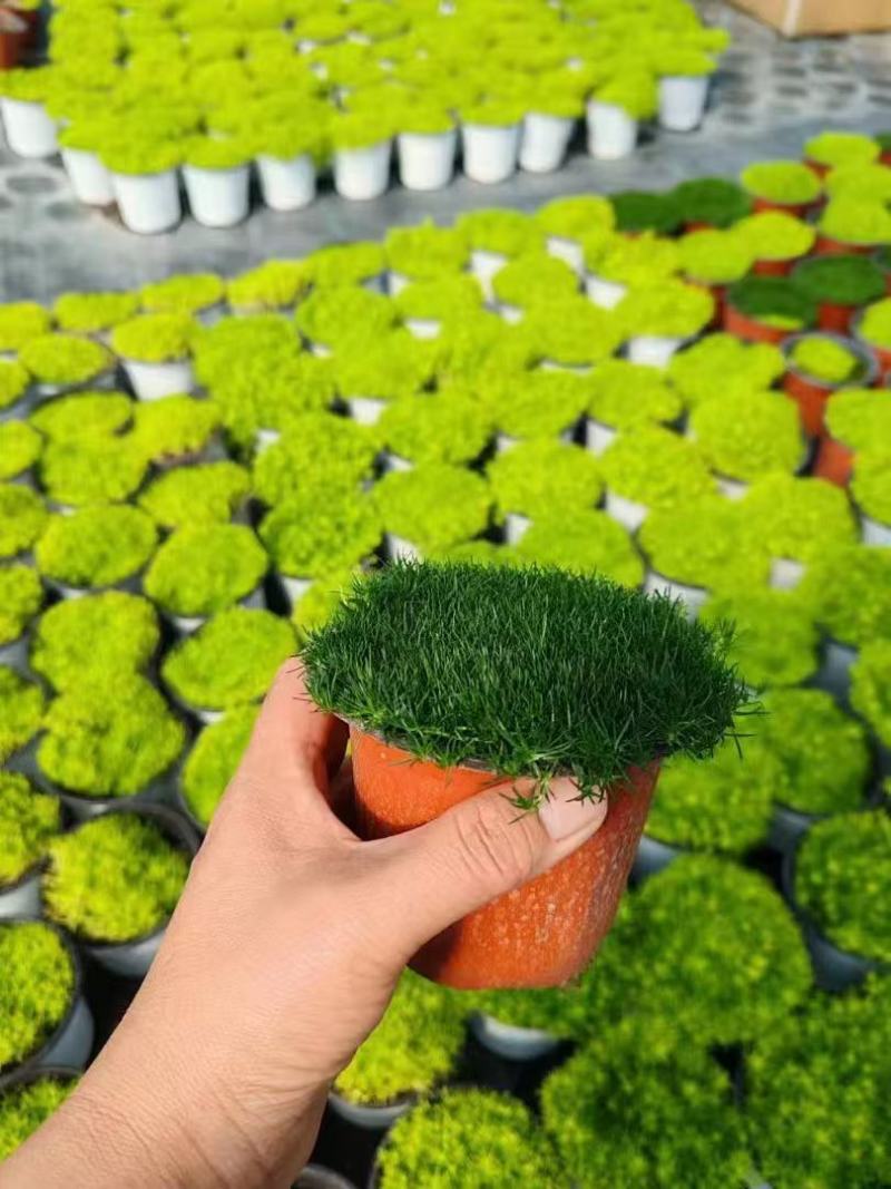 爱尔兰珍珠草