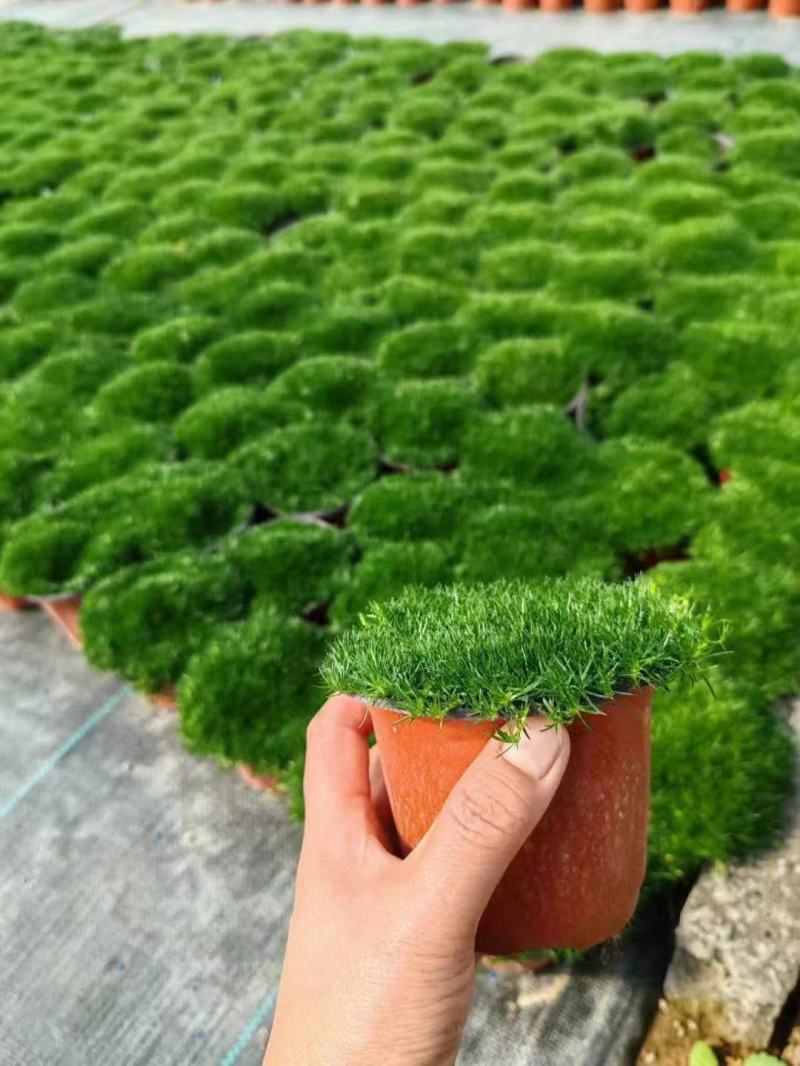 爱尔兰珍珠草