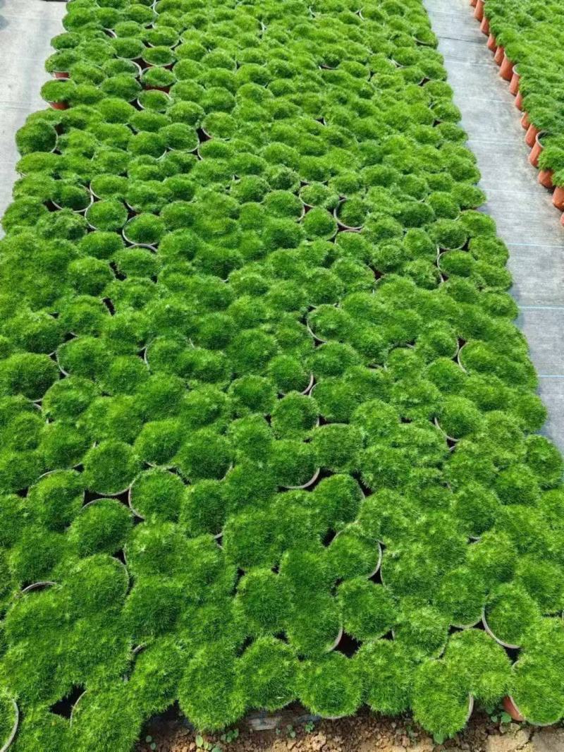 爱尔兰珍珠草