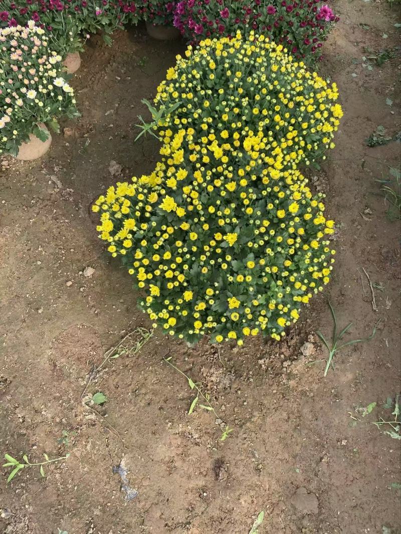 精品球菊优质球菊