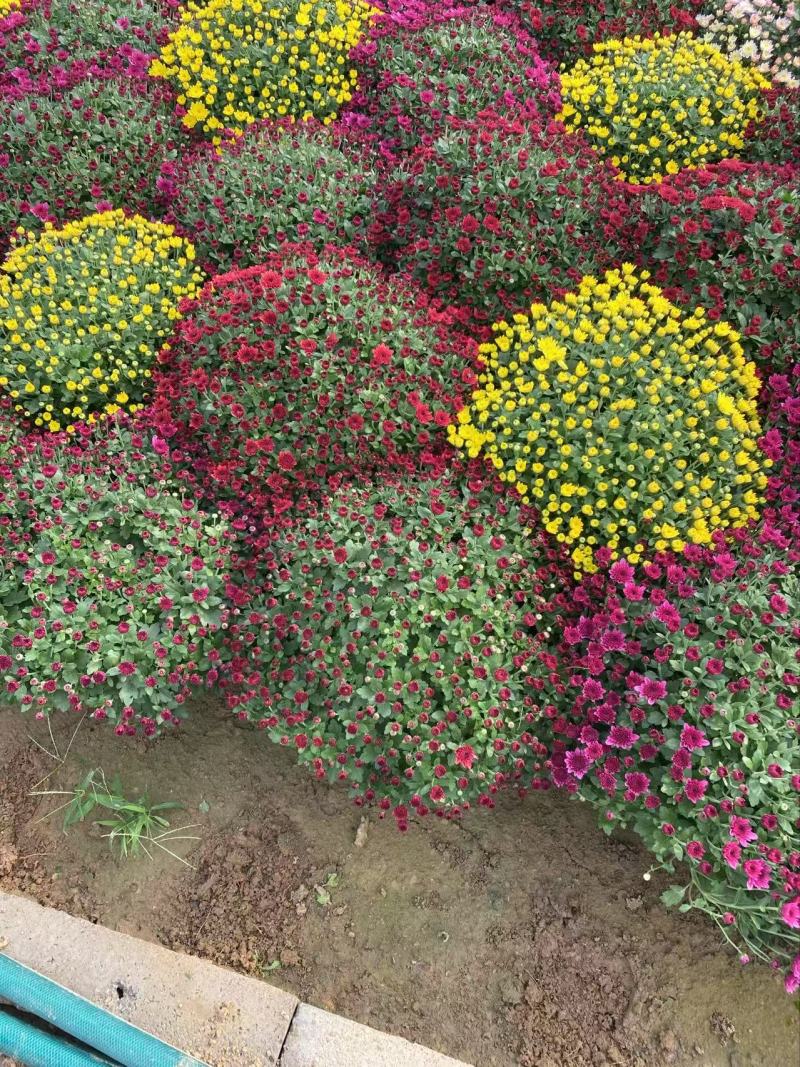精品球菊优质球菊