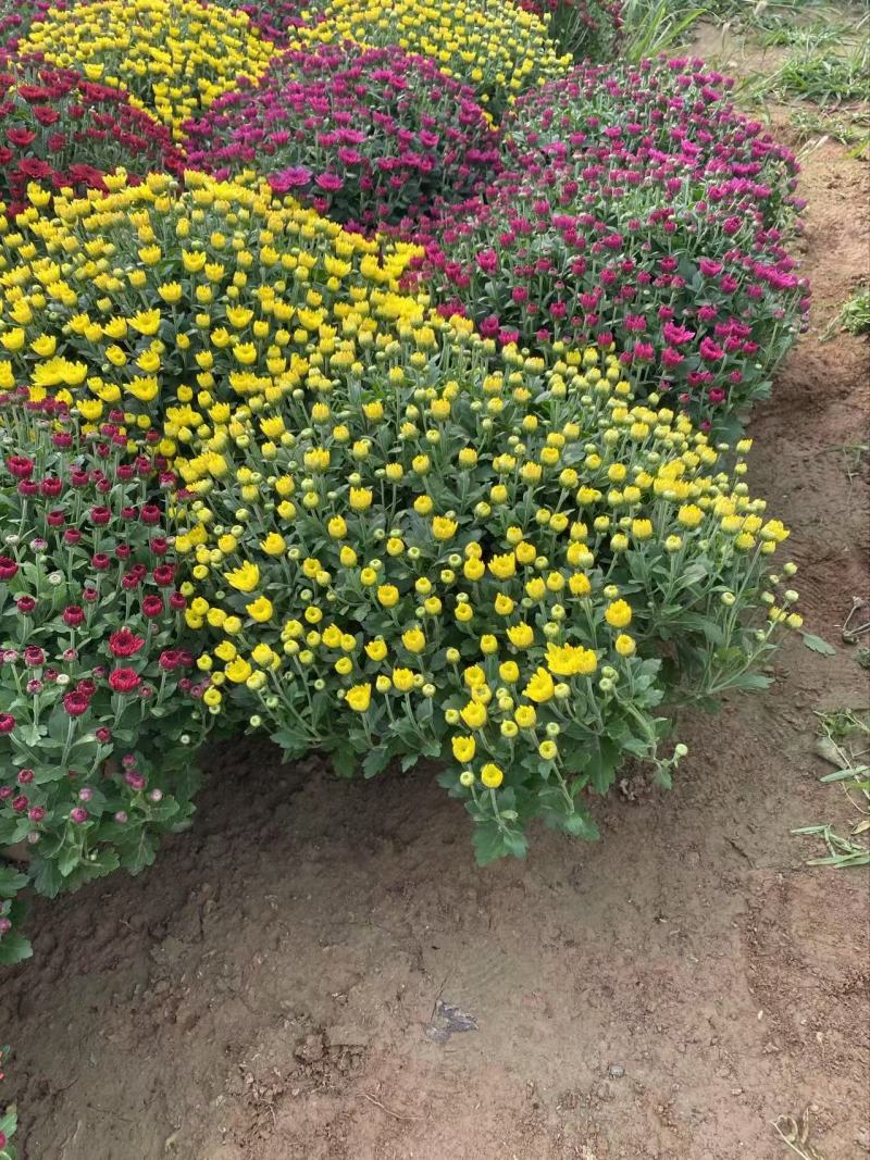 精品球菊优质球菊